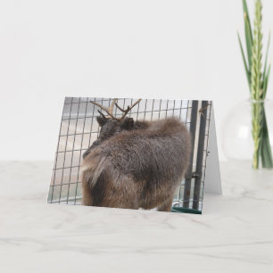 Reindeer Behind Funny Christmas Holiday Card
