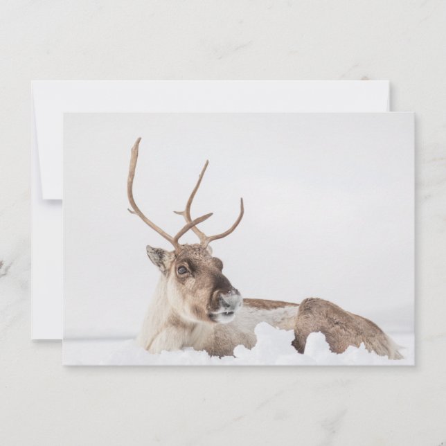 Reindeer Carte photo de la nature (Devant)
