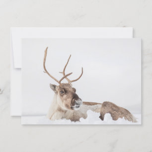 Reindeer Carte photo de la nature