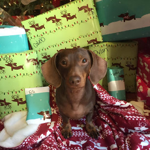 Reindeer Dachshund Papier cadeau de Noël
