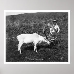 Reindeer & Eskimo Alaska 1920 Poster