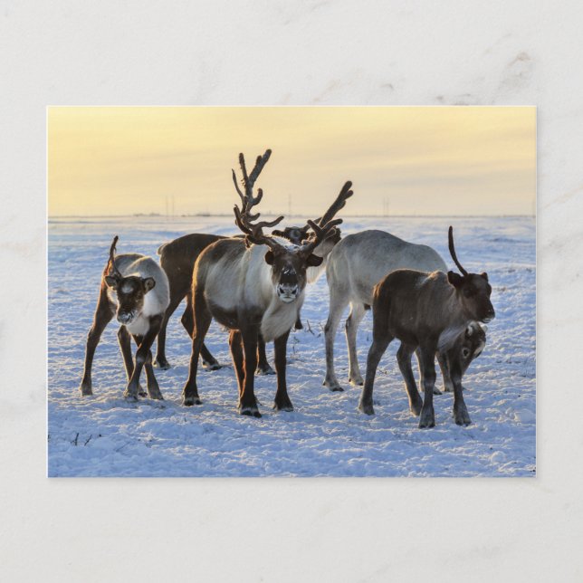 Reindeer Herd in the Snow Postcard (Front)