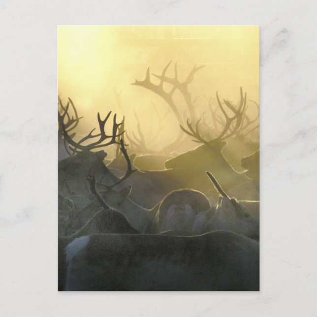 Reindeer Herd Postcard (Front)