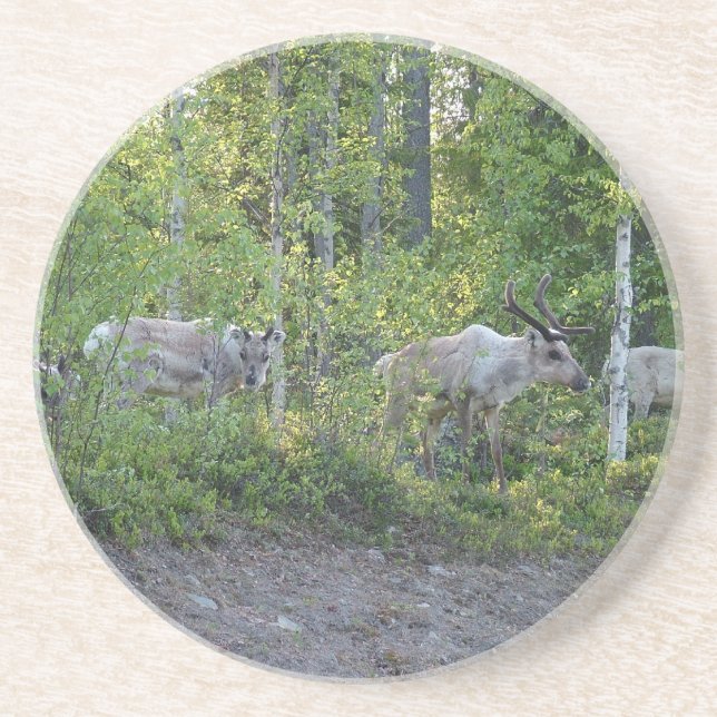 Reindeer in Lapland coaster (Front)