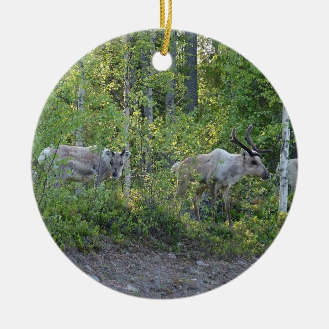 Reindeer in Lapland ornament (Front)
