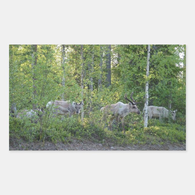 Reindeer in Lapland stickers (Front)