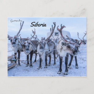 Reindeer in Siberia Postcard