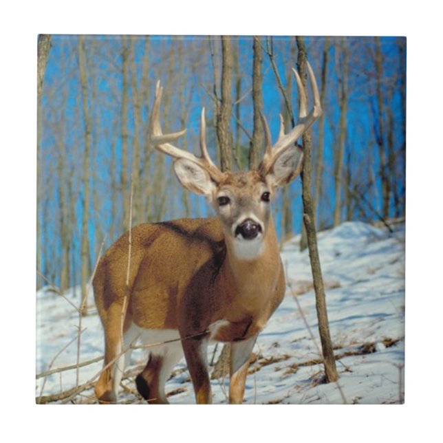 Reindeer In The Forest In The Snow Photo Tile (Front)