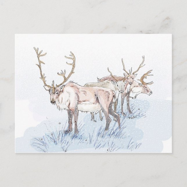 Reindeer in the Snow Print Postcard (Front)