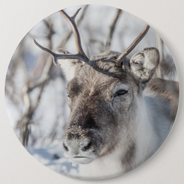 Reindeer Nature Photo 6 Inch Round Button (Front)