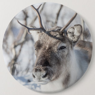 Reindeer Nature Photo 6 Inch Round Button
