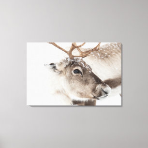 Reindeer Nature Photo Canvas Print