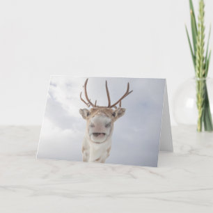 Reindeer Nature Photo Card