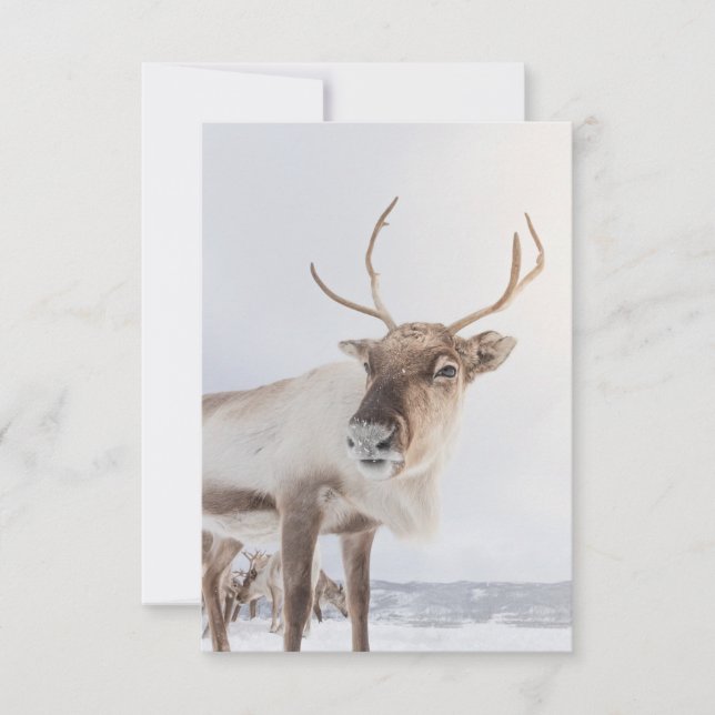 Reindeer Nature Photo Card (Front)