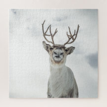 Reindeer Nature  Photo