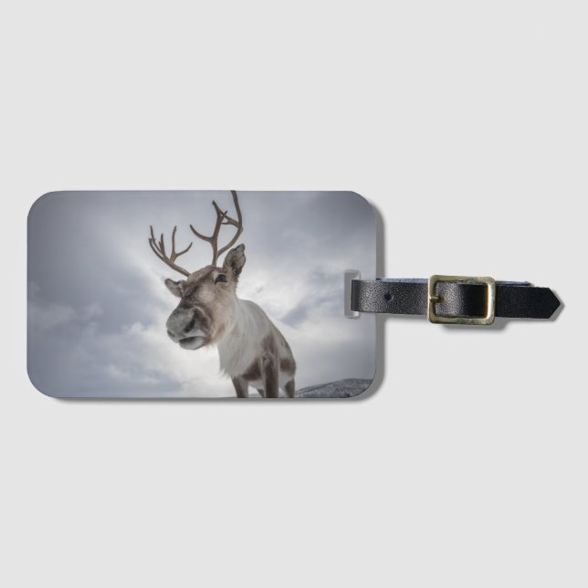 Reindeer Nature Photo Luggage Tag (Front Horizontal)