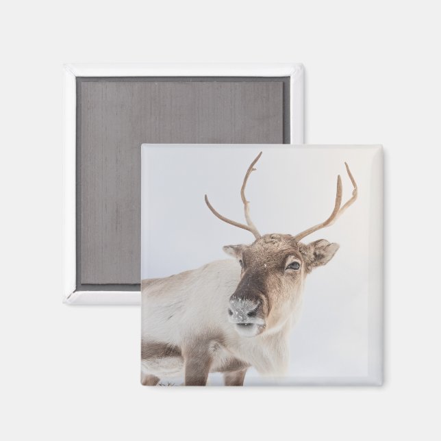 Reindeer Nature Photo Magnet (Front/Back)