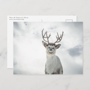Reindeer Nature Photo Postcard