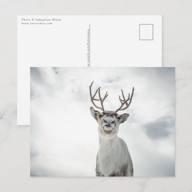 Reindeer Nature Photo Postcard (Front/Back)