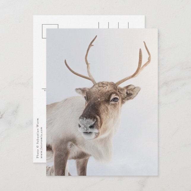 Reindeer Nature Photo Postcard (Front/Back)