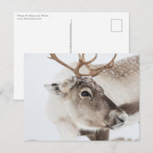 Reindeer Nature Photo Postcard