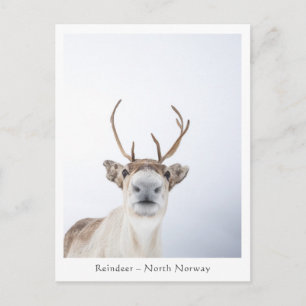 Reindeer Nature Photo Postcard