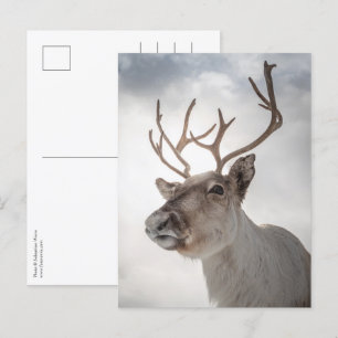Reindeer Nature Photo Postcard