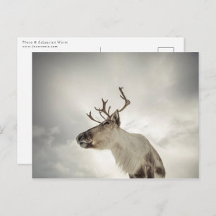 Reindeer Nature Photo Postcard
