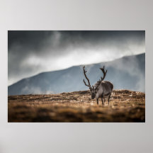 Reindeer Nature Photo