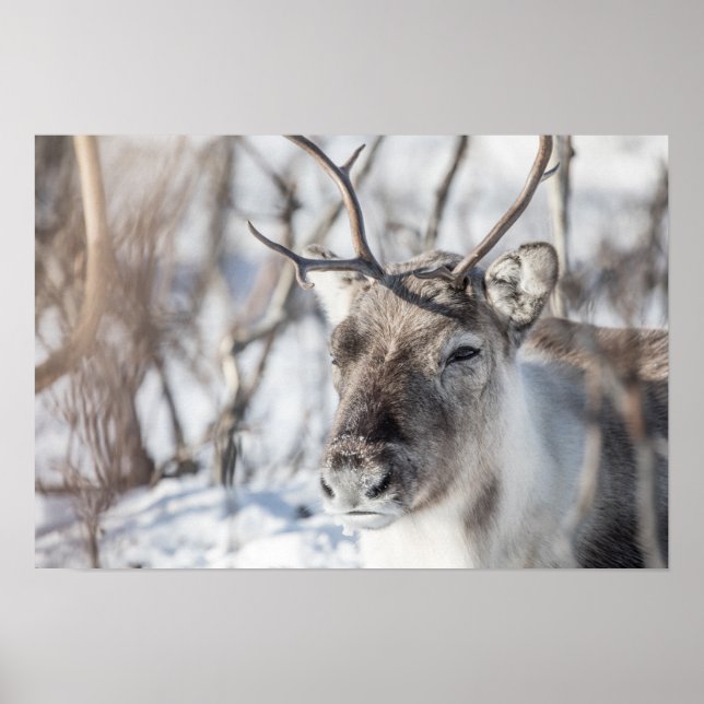 Reindeer Nature Photo Poster (Front)