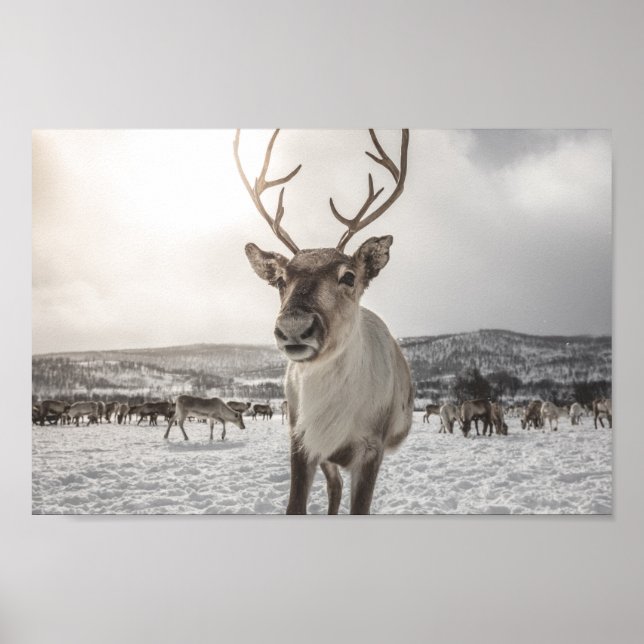Reindeer Nature Photo Poster (Front)