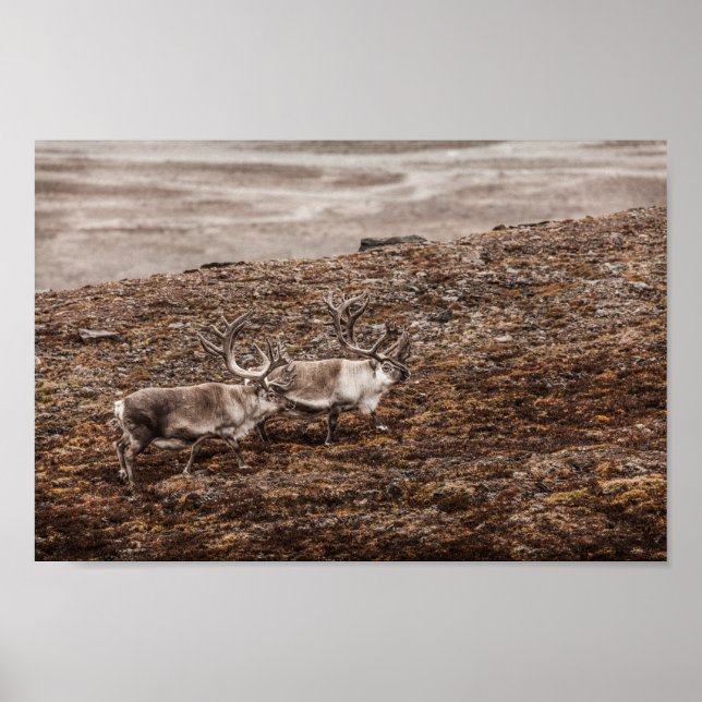 Reindeer Nature Photo Poster (Front)