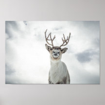Reindeer Nature Photo