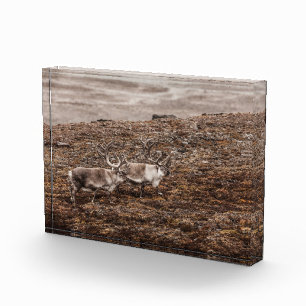 Reindeer Nature Photo Poster Block