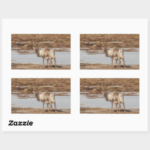 Reindeer Nature Photo Sticker