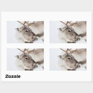 Reindeer Nature Photo Sticker