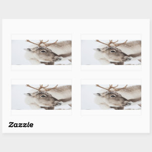 Reindeer Nature Photo Sticker