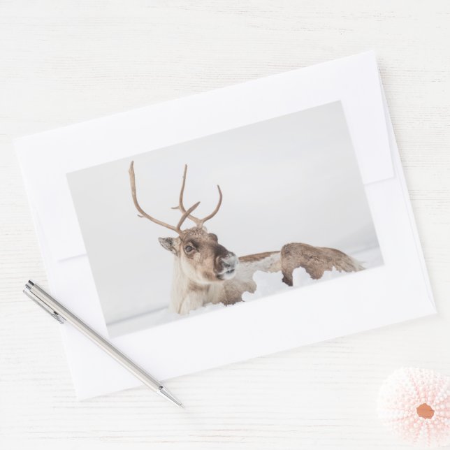 Reindeer Nature Photo Sticker (Envelope)