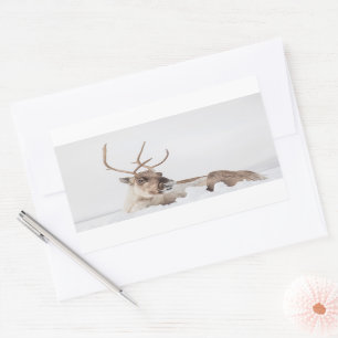 Reindeer Nature Photo Sticker
