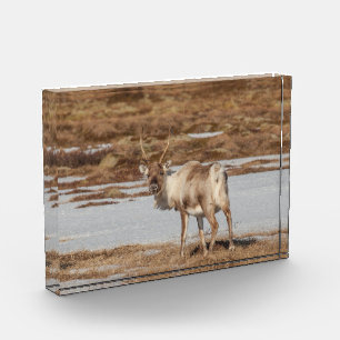 Reindeer Norway Photo Block