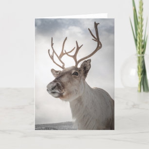 Reindeer Photo Card