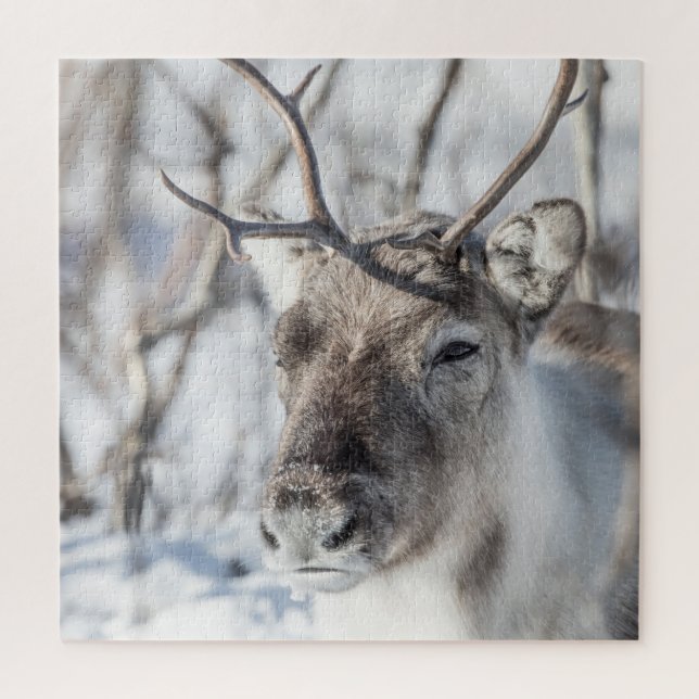 Reindeer Photo Jigsaw Puzzle (Vertical)