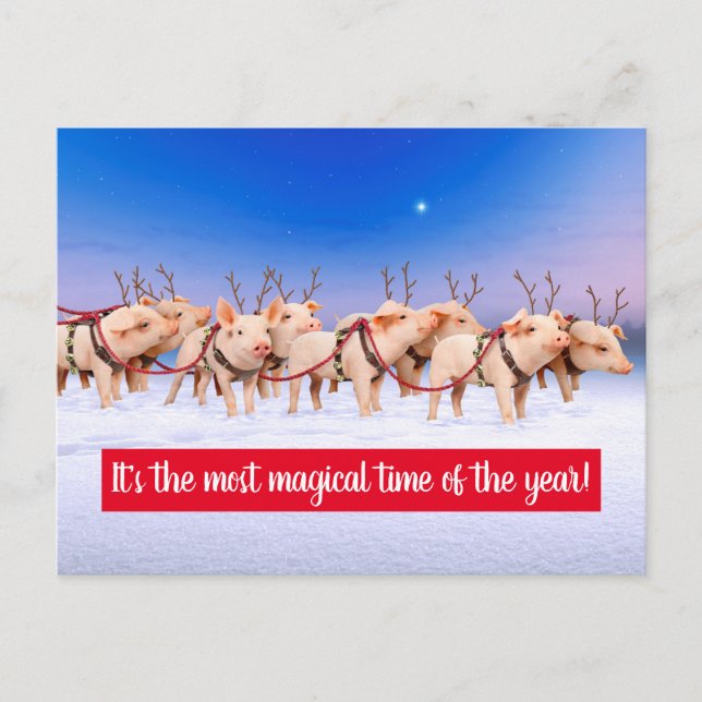 Reindeer Pigs Invitation Postcard (Front)