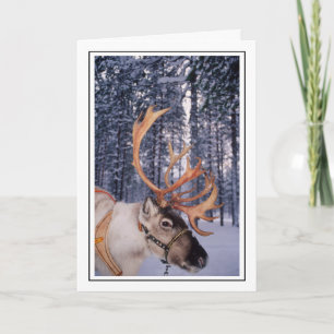 Reindeer Up-Close Holiday Card