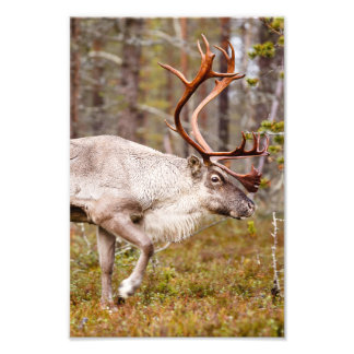 Reindeer walking in forest photo print