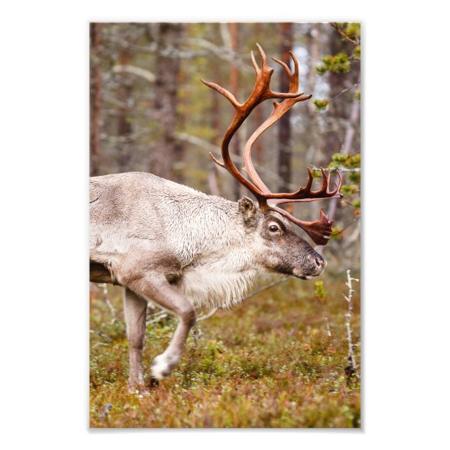 Reindeer walking in forest photo print (Front)