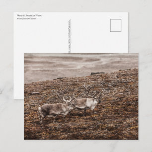 Reindeer Wildlife Photo Postcard
