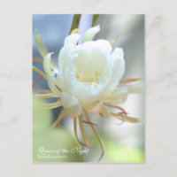 Reine de la nuit : Carte postale