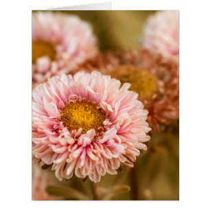 Reine marguerite de Chine rouge et blanc
