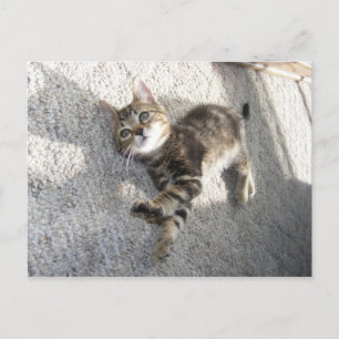 Relax and stretch kitten postcard